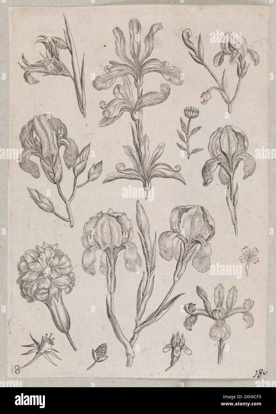 Iris Collaert, Adriaen 1558 - 1618, Galle, Philips 1537 - 1612, Galle, Theodor 1571 - 1633 Kupferstich, Druck der Niederländischen und Flämischen Radierungen, Stiche und Holzschnitte 1450-1700, die Collaert Dynastie, Teil I-VIII, Ann Diels, 1579, 2005-2006 Irinen Stockfoto