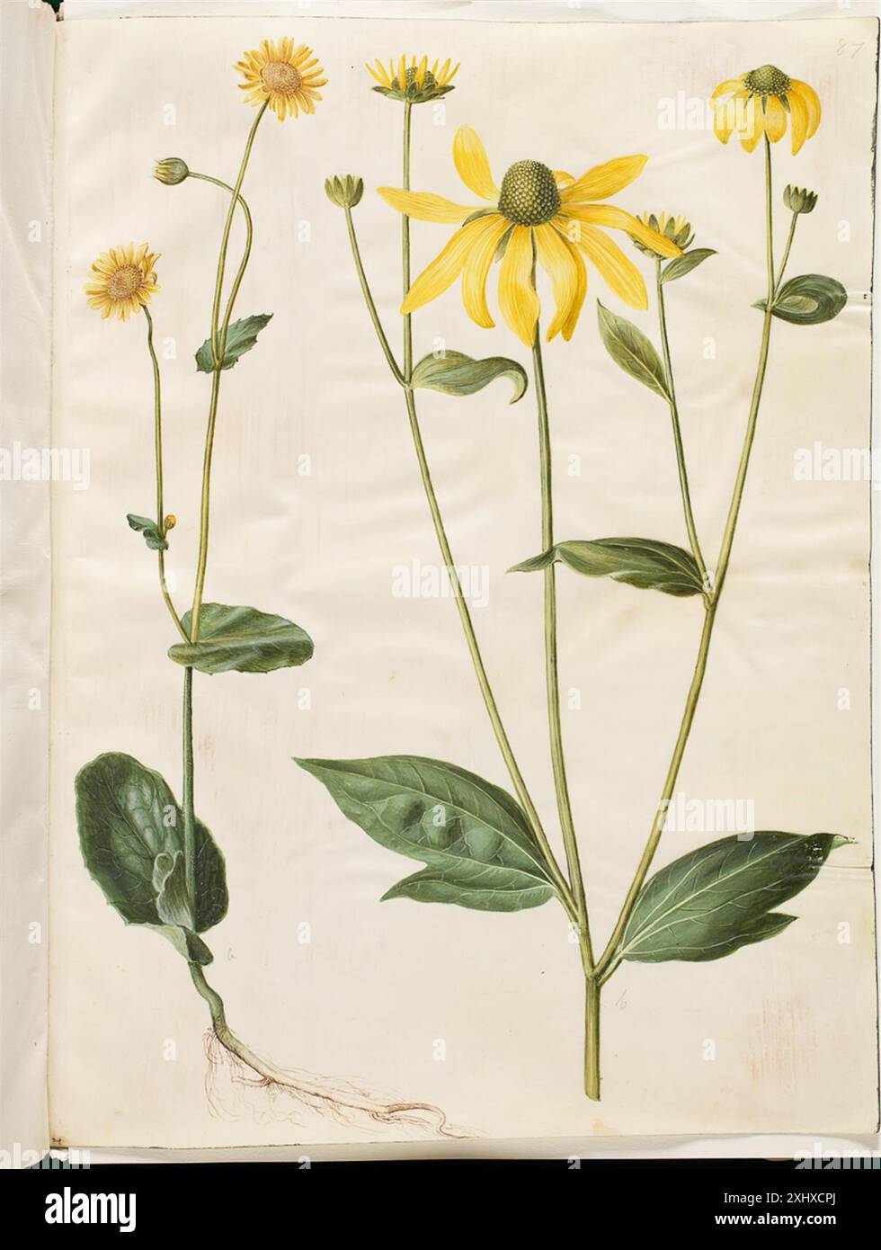 Diese Illustration zeigt Doronicum pardalianches (Herzblättriger Leopardenfluch) und Rudbeckia laciniata (Schnittblütler), die von Holtzbecker und Merian mit Gouache und Zeichnung geschaffen wurden und Blätter und Blüten betonen. Stockfoto