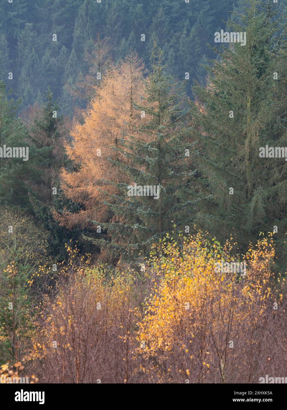 Landschaft und Wald von South Shropshire, von Bury Gratches, einem Ironage Hill Fort in der Nähe von Clun, Shropshire, Großbritannien Stockfoto