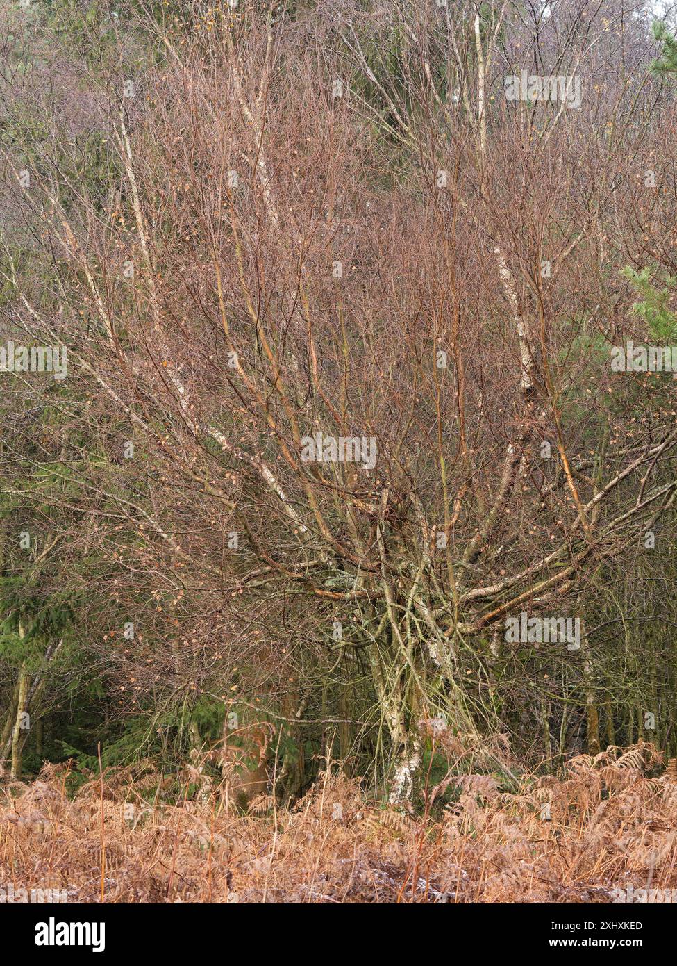 Landschaft und Wald von South Shropshire, von Bury Gratches, einem Ironage Hill Fort in der Nähe von Clun, Shropshire, Großbritannien Stockfoto