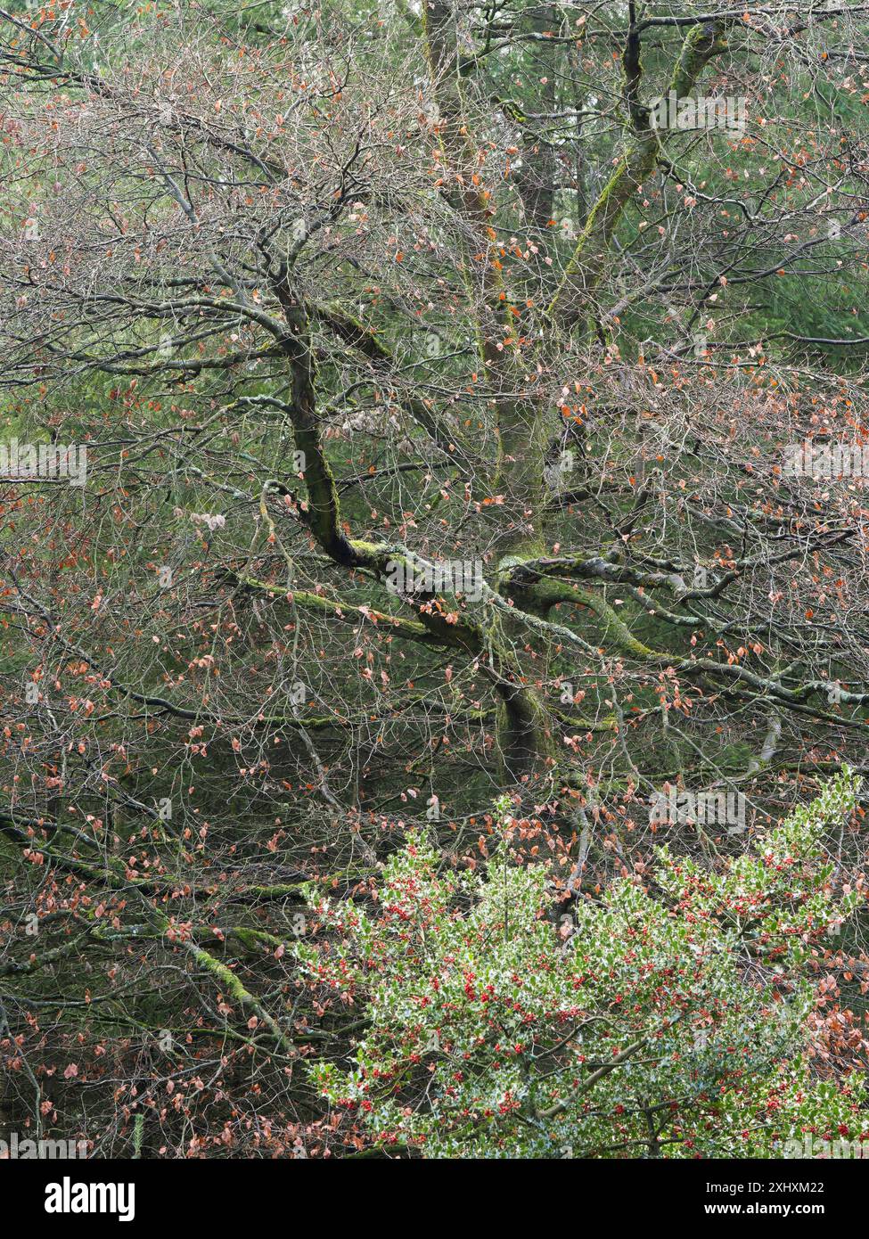 Landschaft und Wald von South Shropshire, von Bury Gratches, einem Ironage Hill Fort in der Nähe von Clun, Shropshire, Großbritannien Stockfoto