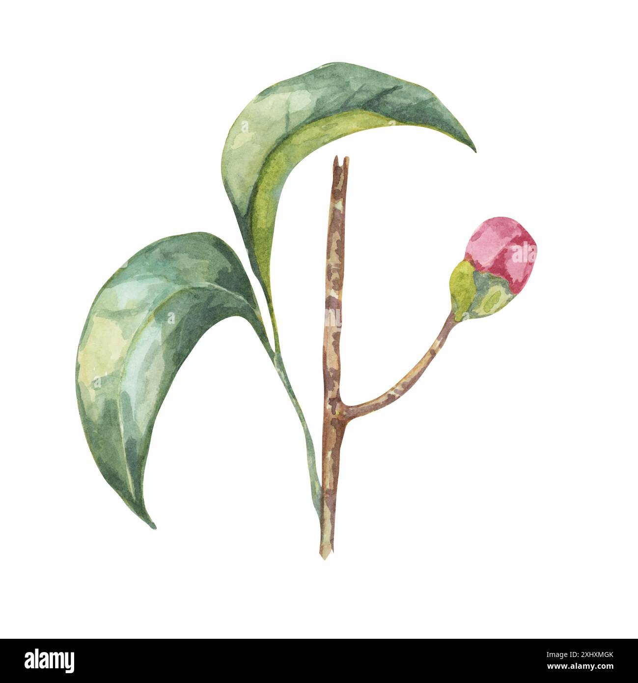 Eine einzige Kamelienknospe und zwei große grüne Blätter Aquarell Clipart. Handgezeichnete Illustration der weichen rosa Blütenknospen. Perfekt für Schreibwaren mit Naturmotiven, Grußkarten oder Stoffmuster Stockfoto