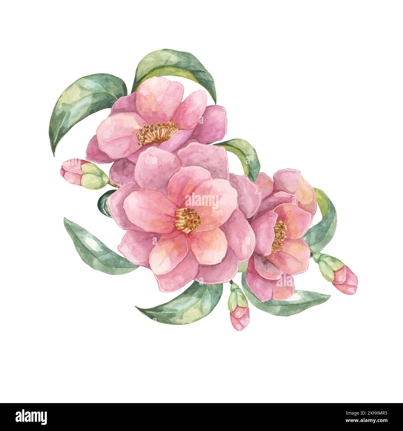 Drei blühende Kamelien gruppiert mit grünen Blättern in Aquarell. Die satten rosa Blumen versprühen Eleganz und eignen sich ideal für Hochzeitseinladungen, botanische Drucke oder Textildesigns. Stockfoto