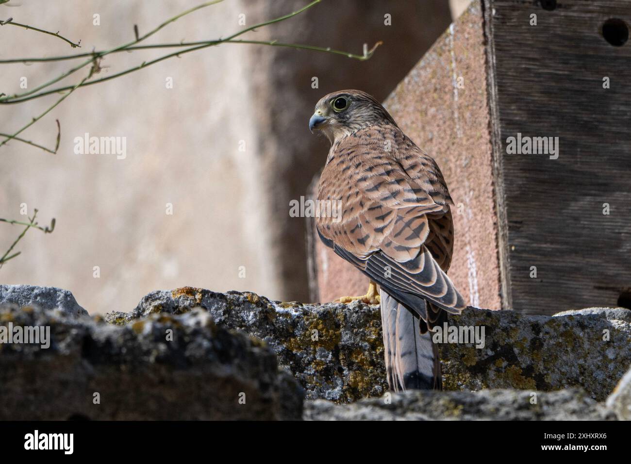 Kleiner Kestrel ( Falco naumanni ) jung, 6. Juli 2024 in Matera, Italien. Foto: Nicola Ianuale/Alamy Stock Photo Stockfoto