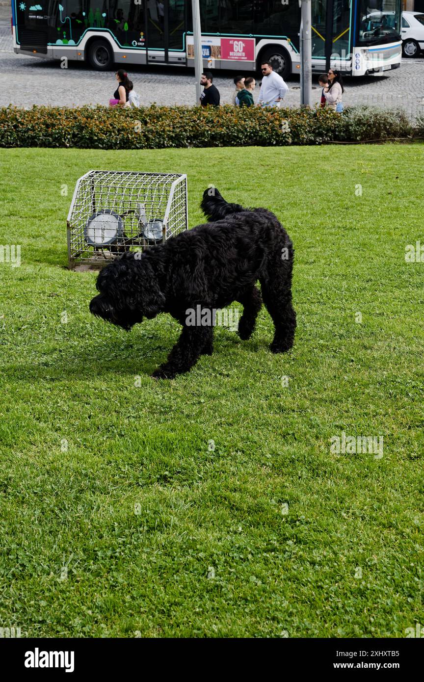 Black Doodle Dog erkundet den grasbewachsenen Rasen auf dem Prince Henry Square Stockfoto