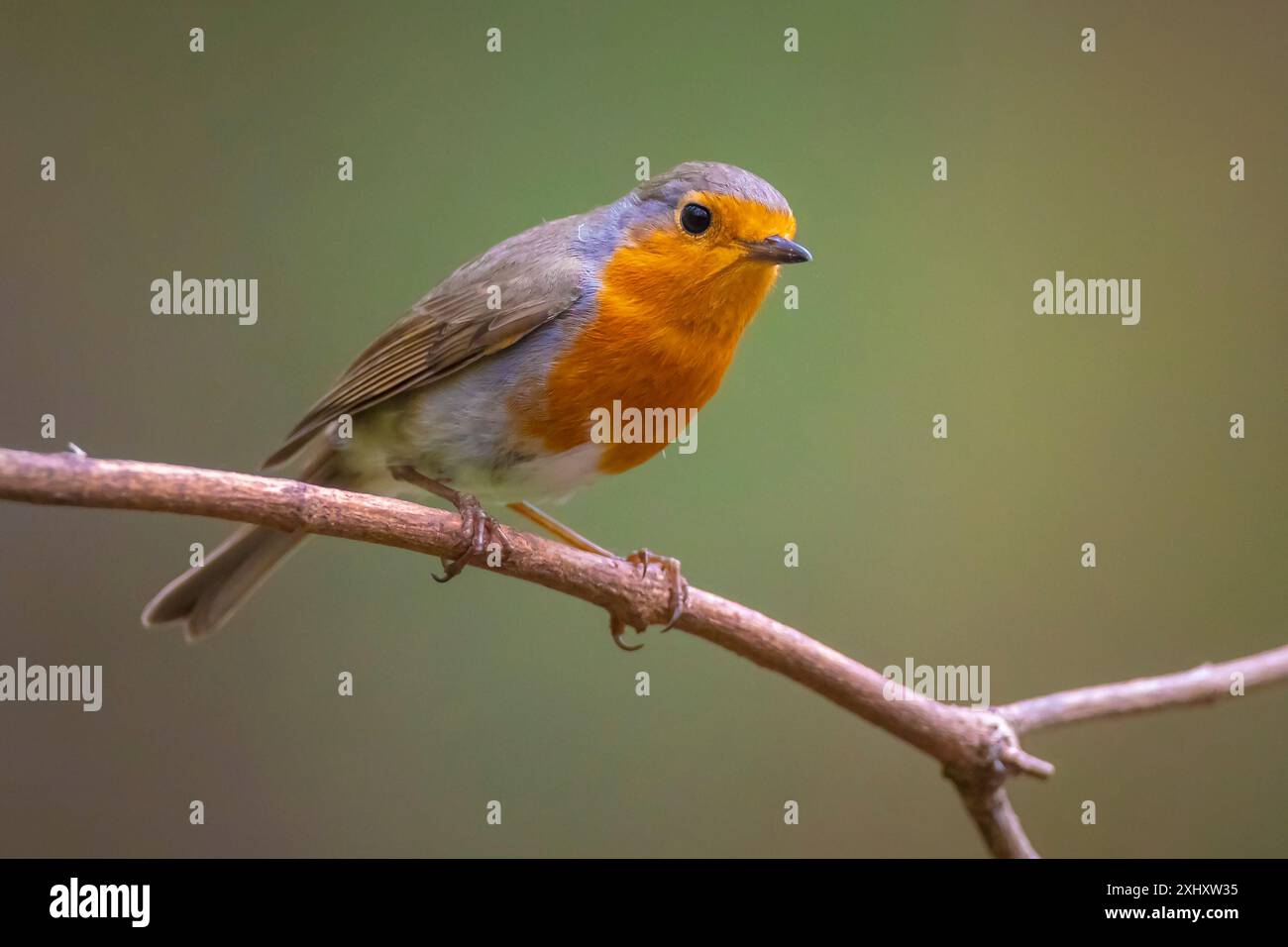 Nahaufnahme eines europäischen robin Erithacus rubecula auf der Suche in einem Wald Stockfoto