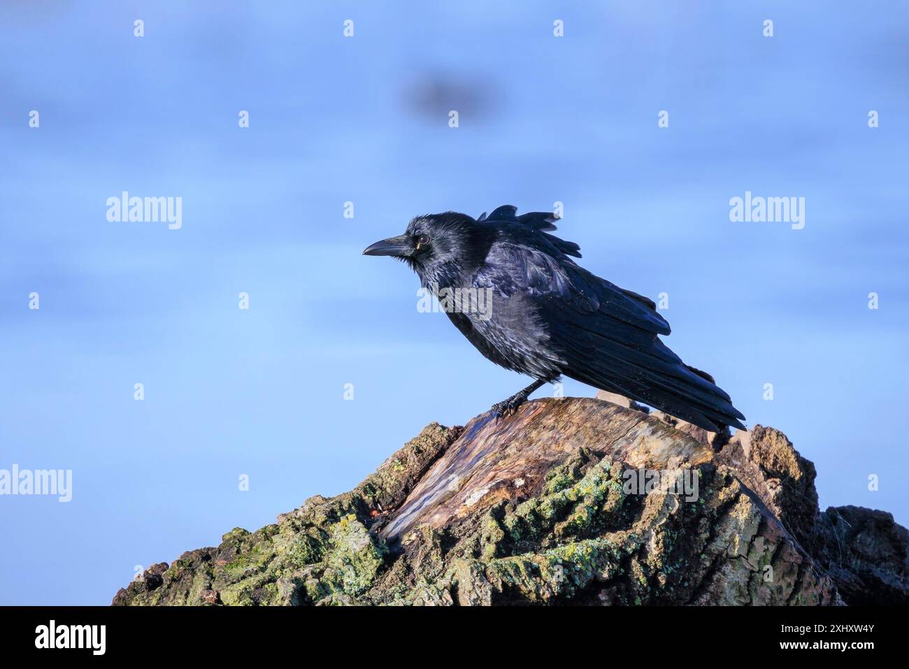 Nahaufnahme einer Aas-Krähe Corone-Schwarzen Vogel im Sonnenlicht Stockfoto