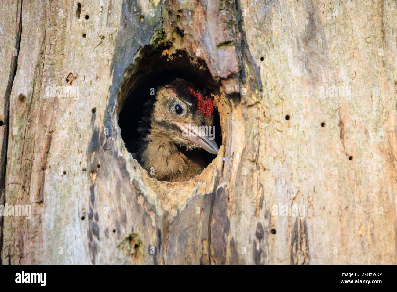 Nahaufnahme eines jungen Großspechtvogels, Dendrocopos Major, in einem Baumnest in einem Wald Stockfoto