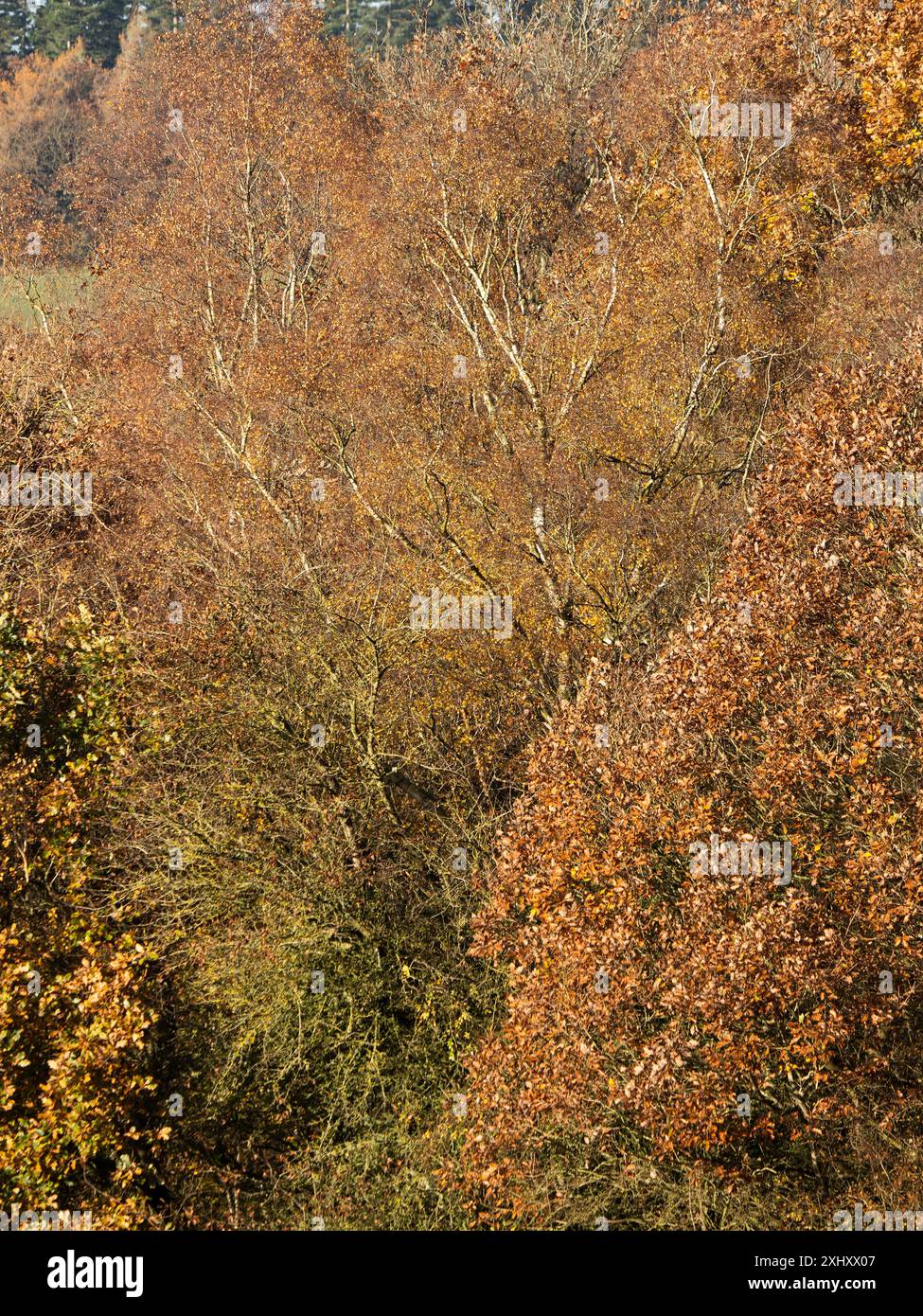 Landschaft und Wald von South Shropshire, von Bury Gratches, einem Ironage Hill Fort in der Nähe von Clun, Shropshire, Großbritannien Stockfoto