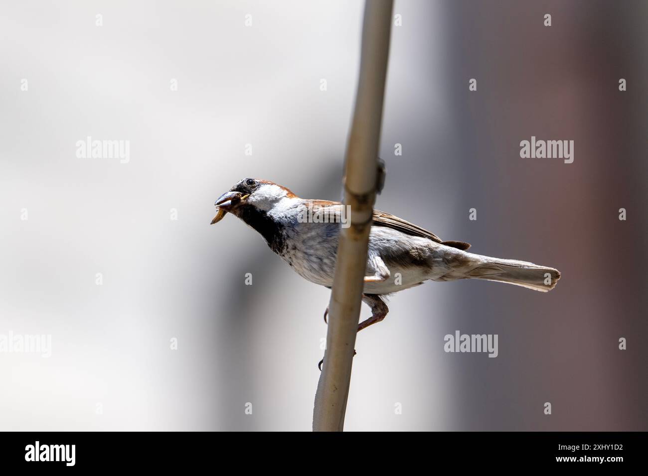 Italienischer Sparrow ( Passer Italiae ), 6. Juli 2024 in Matera, Italien. Foto: Nicola Ianuale/Alamy Stock Photo Stockfoto