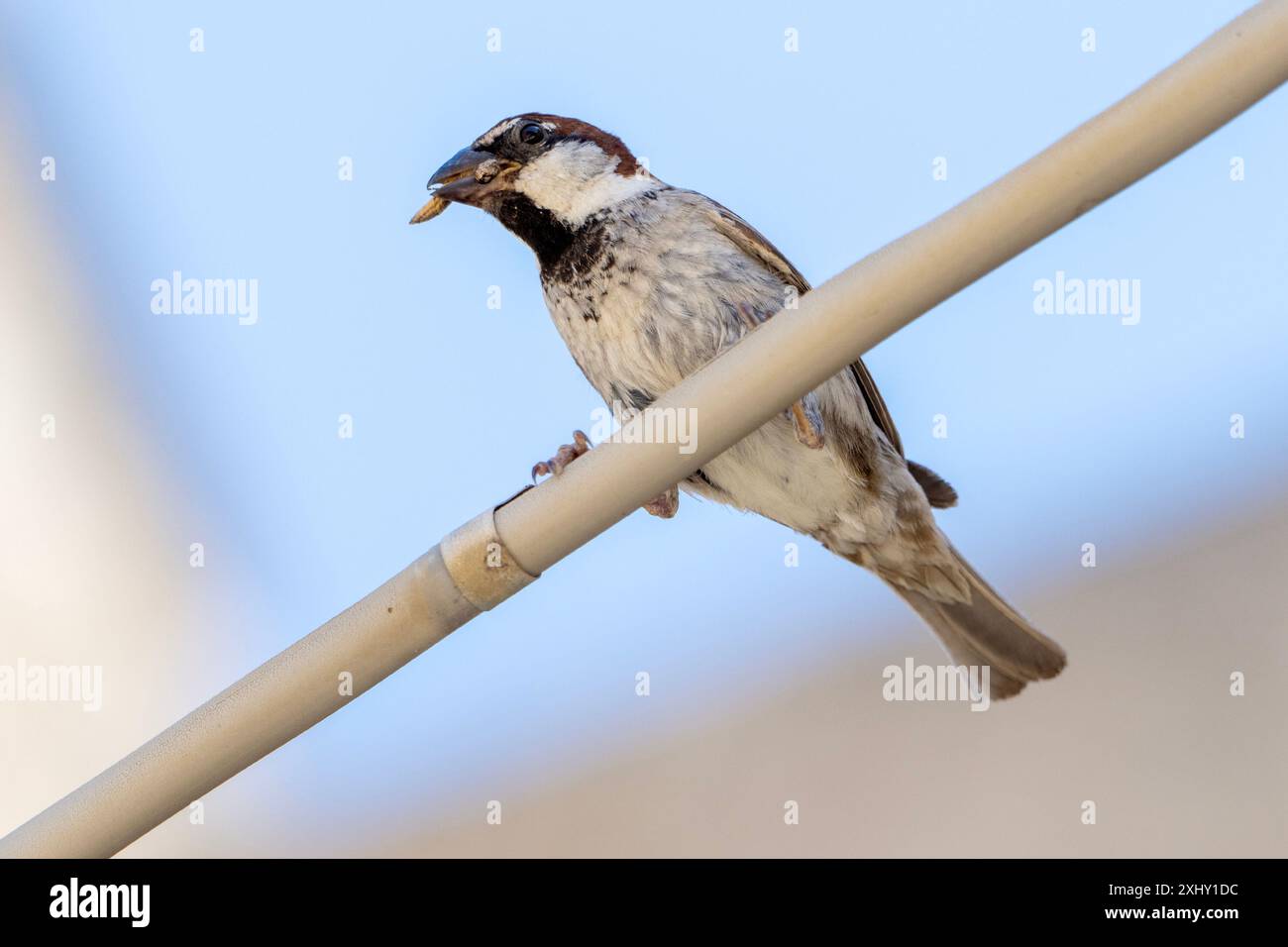 Italienischer Sparrow ( Passer Italiae ), 6. Juli 2024 in Matera, Italien. Foto: Nicola Ianuale/Alamy Stock Photo Stockfoto