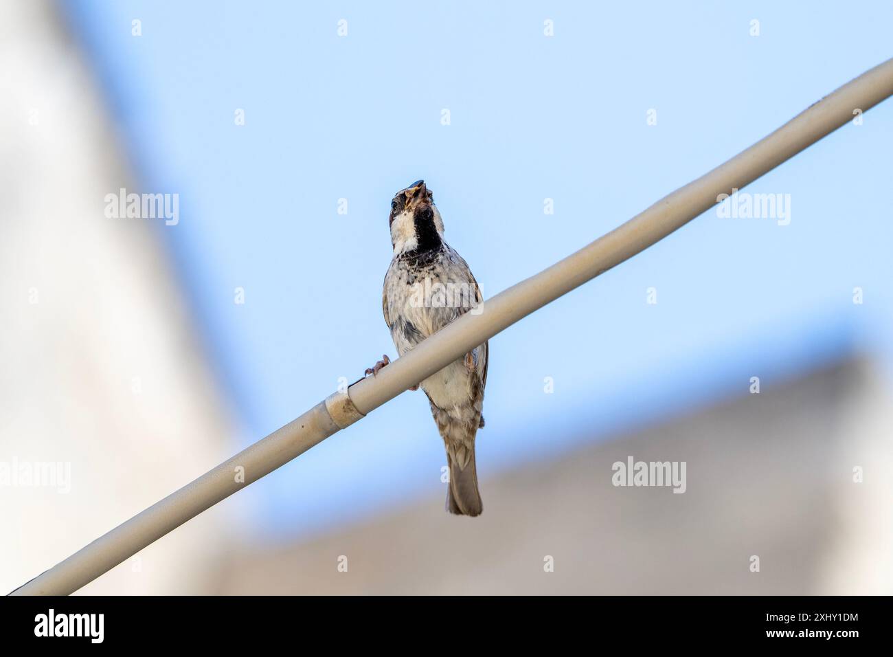 Italienischer Sparrow ( Passer Italiae ), 6. Juli 2024 in Matera, Italien. Foto: Nicola Ianuale/Alamy Stock Photo Stockfoto
