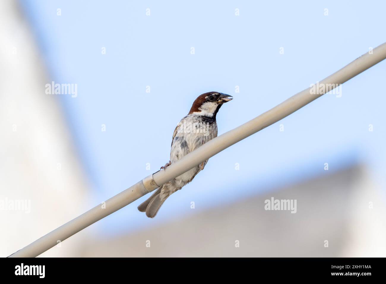 Italienischer Sparrow ( Passer Italiae ), 6. Juli 2024 in Matera, Italien. Foto: Nicola Ianuale/Alamy Stock Photo Stockfoto