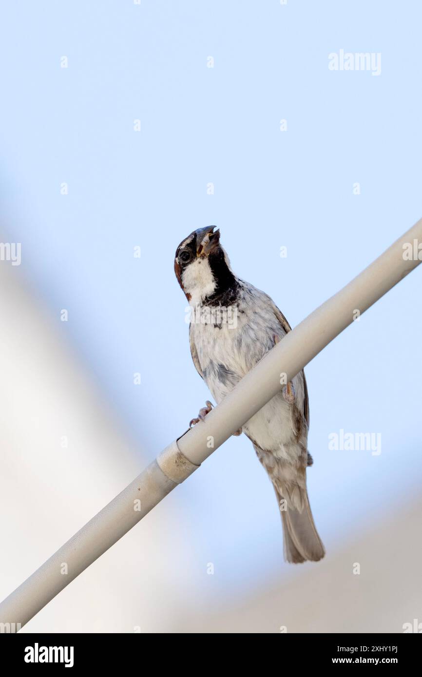Italienischer Sparrow ( Passer Italiae ), 6. Juli 2024 in Matera, Italien. Foto: Nicola Ianuale/Alamy Stock Photo Stockfoto