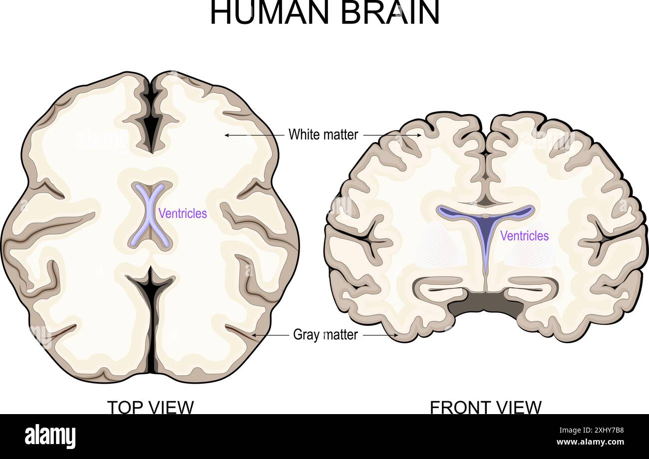Hirnanatomie. Weiße Substanz und graue Substanz. Hirnrinde und Hirnventrikel mit Liquor cerebrospinalis. Querschnitt eines menschlichen Gehirns Vorderansicht Stock Vektor