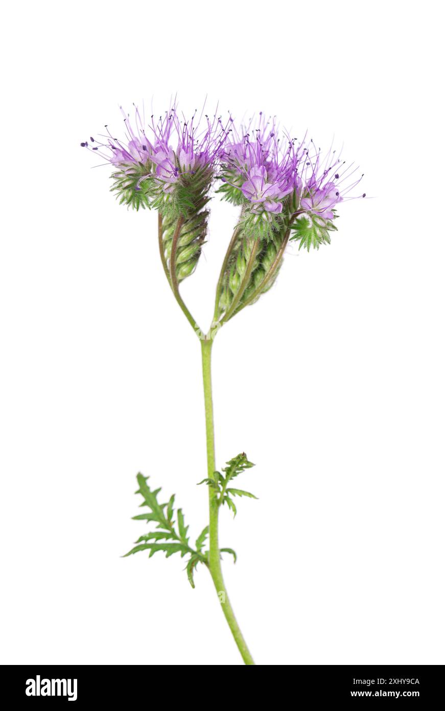 Phacelia blüht isoliert auf weißem Hintergrund. Hellviolette Blüten von Lacy phacelia oder Blue tansy Stockfoto