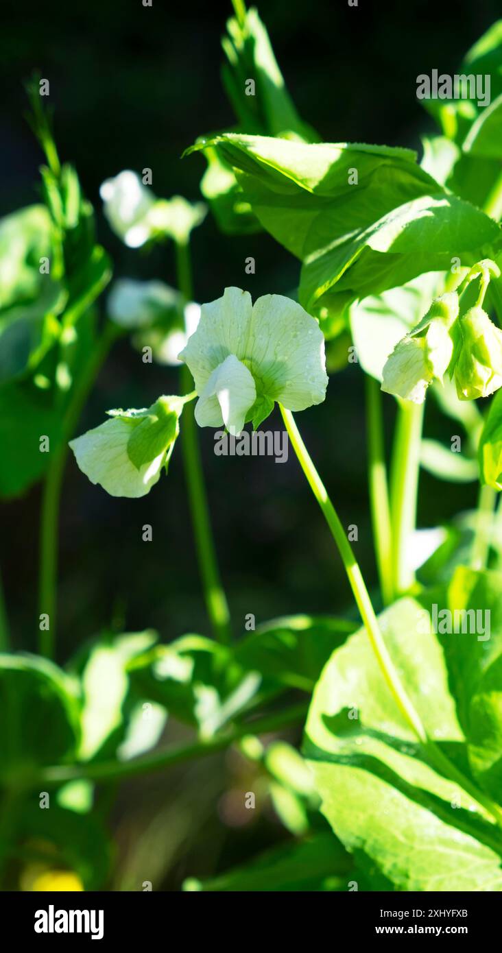 Nahaufnahme der weißen Blume der Erbsenpflanze in Blüte wächst im Juli Gemüsegarten Carmarthenshire Wales UK KATHY DEWITT Stockfoto