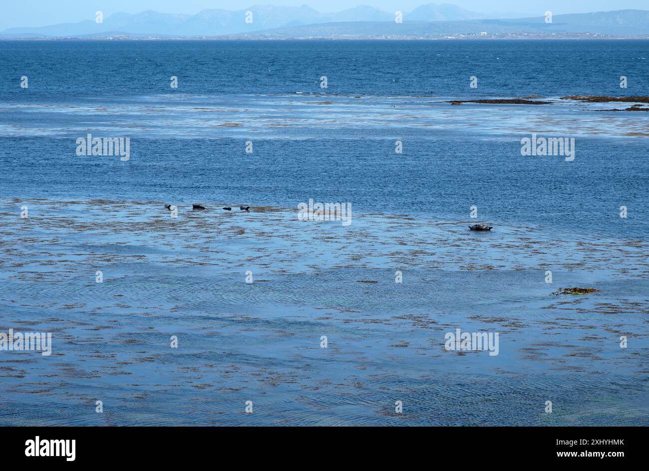 Der Strand der Robbenkolonie auf Inis Mor, Co, Galway, Inishmore, Aran Island, Irland Stockfoto