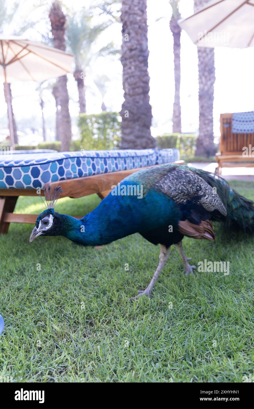 Pfau auf grünem Rasen im Resort in Dubai Stockfoto