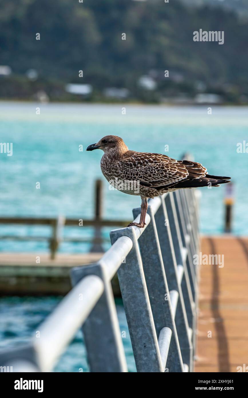 Eine junge Kelpmöwe (Larus dominicanus), auch bekannt als Dominikanische Möwe oder in Neuseeland als Southern Black Backed Möwe Stockfoto