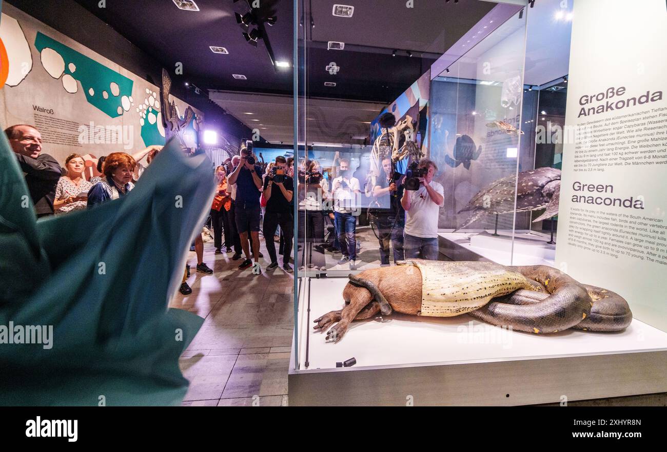 16. Juli 2024, Hessen, Frankfurt/Main: Die Ausstellung „Anaconda mit Capybara“ wird nach der Restaurierung den anwesenden Journalisten präsentiert. Seit fast 100 Jahren ist die mehr als fünf Meter lange Anakonda mit ihrer Beute, einer Capybara, im Naturmuseum Senckenberg in Frankfurt der Publikumsliebling. Die Ausstellung, die sich seit Jahren eindeutig durchsetzte, wurde umfassend im Haus restauriert und ist nun von ihrem „Wellnessurlaub“ zurückgekehrt und wieder für Besucher zugänglich. Foto: Andreas Arnold/dpa Stockfoto