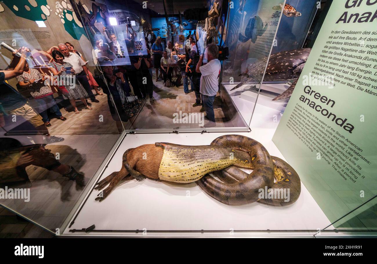 16. Juli 2024, Hessen, Frankfurt/Main: Die Ausstellung „Anaconda mit Capybara“ wird nach der Restaurierung den anwesenden Journalisten präsentiert. Seit fast 100 Jahren ist die mehr als fünf Meter lange Anakonda mit ihrer Beute, einer Capybara, im Naturmuseum Senckenberg in Frankfurt der Publikumsliebling. Die Ausstellung, die sich seit Jahren eindeutig durchsetzte, wurde umfassend im Haus restauriert und ist nun von ihrem „Wellnessurlaub“ zurückgekehrt und wieder für Besucher zugänglich. Foto: Andreas Arnold/dpa Stockfoto