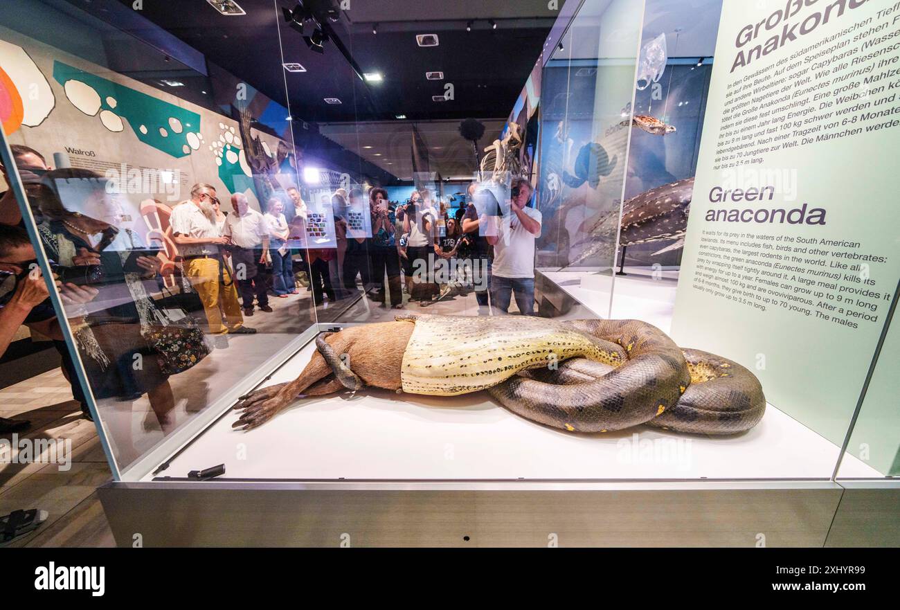 16. Juli 2024, Hessen, Frankfurt/Main: Die Ausstellung „Anaconda mit Capybara“ wird nach der Restaurierung den anwesenden Journalisten präsentiert. Seit fast 100 Jahren ist die mehr als fünf Meter lange Anakonda mit ihrer Beute, einer Capybara, im Naturmuseum Senckenberg in Frankfurt der Publikumsliebling. Die Ausstellung, die sich seit Jahren eindeutig durchsetzte, wurde umfassend im Haus restauriert und ist nun von ihrem „Wellnessurlaub“ zurückgekehrt und wieder für Besucher zugänglich. Foto: Andreas Arnold/dpa Stockfoto