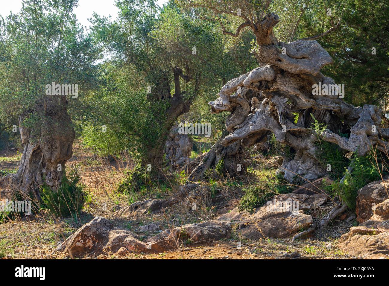 Ein alter Olivenbaum mit einem verdrehten, krummen Stamm. Malerischer Blick auf einen Olivengarten auf der Insel Mallorca, Spanien. Balearen. Stockfoto