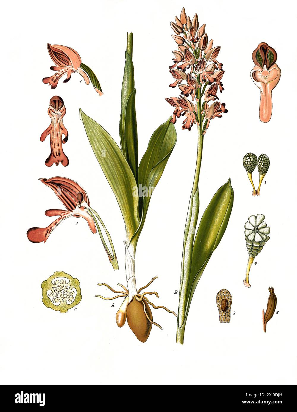 Heilpflanze, Helm-Knabenkraut, Orchis militaris, ein Pflanzenart aus der Gattung der Knabenkräuter, Historisch, digital restaurierte Reproduktion von einer Vorlage aus dem 19. Hundert, Stockfoto