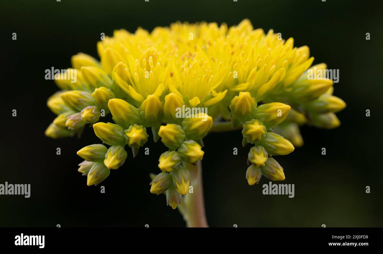 Spearleaf Stonecrop - Macro - Sedum Lanceolatum Stockfoto