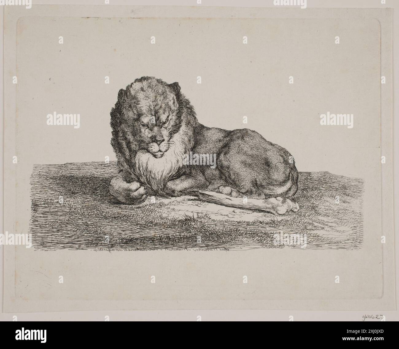 Stich von Christian David Gebauer, der einen Löwen darstellt, der seine Haltung, Mähne und naturalistischen Details zeigt. Stockfoto