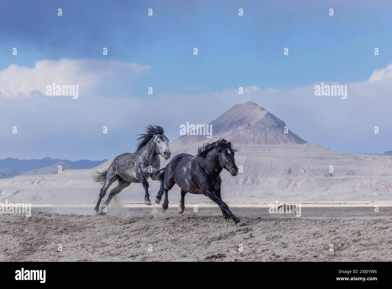 Die Wildpferdeherde des Onaqui Mountain hat eine leichte bis mittelschwere Struktur und ist in Farben wie Sauerampfer, roan, Buchleder, Schwarz, Palomino, und grau. Stockfoto