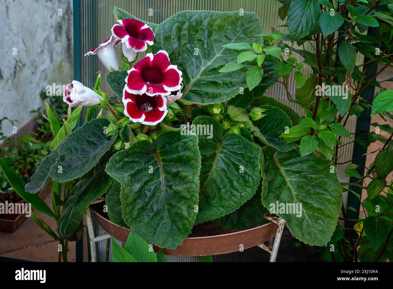 Gloxinia des Blumenhandels oder brasilianische Gloxinia (Sinningia speciosa CV. Avanti, Mix, Red with White Edge), Gesneriaceae. Tuberöses Staudenkraut, Zierpflanze Stockfoto