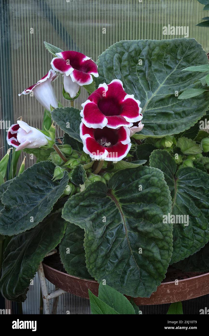 Gloxinia des Blumenhandels oder brasilianische Gloxinia (Sinningia speciosa CV. Avanti, Mix, Red with White Edge), Gesneriaceae. Tuberöses Staudenkraut, Zierpflanze Stockfoto