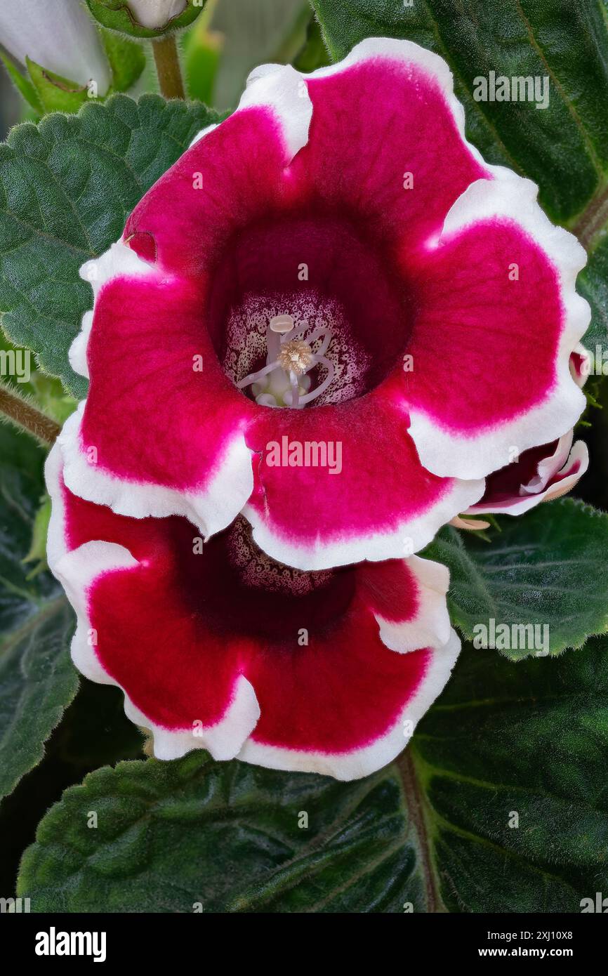 Gloxinia des Blumenhandels oder brasilianische Gloxinia (Sinningia speciosa CV. Avanti, Mix, Red with White Edge), Gesneriaceae. Tuberöses Staudenkraut, Zierpflanze Stockfoto