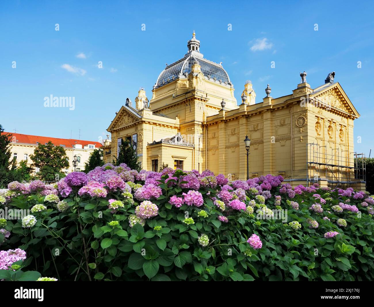 Hortensien blühen im Art Pavillon auf dem King Tomislav Square Zagreb Kroatien Stockfoto