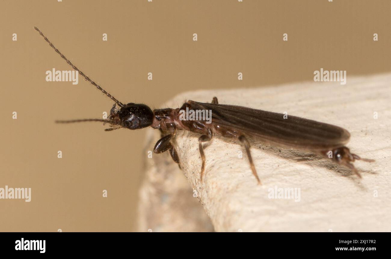 Webspinner (Embioptera) Insecta Stockfoto