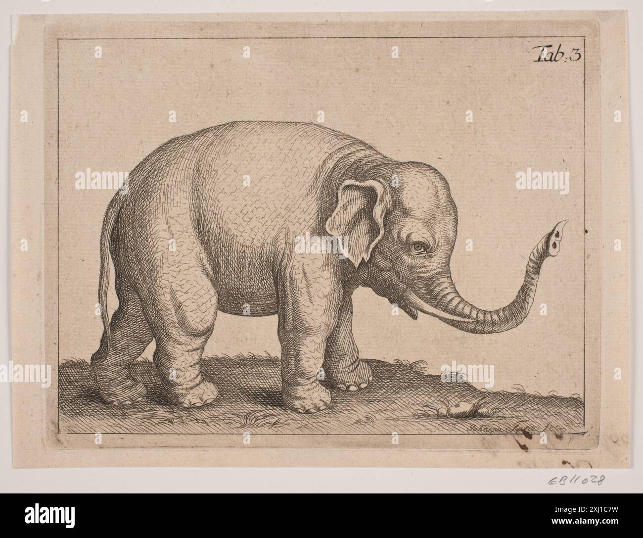 An Elefant Fosie, Johanna 1726 - 1764 Gravur, Print Samlinger til en beskrivende Fortegnelse over danske kobberstik, Ränder, Illustrator m. m., Frederik G. Krohn, Nr. 397, D 3448, 1889. Collectanea til et dansk Konstner-Lexicon, B. C. Sandvig, D 6236, 1795. Borgerkunsthos familien Fosie på Østergade omkring 1750: Udstillingskatalog. Københavns Bymuseum 1977, Susanne Aasted, Kat. Nr. 101, S 11538, 1977 EN elefant Stockfoto