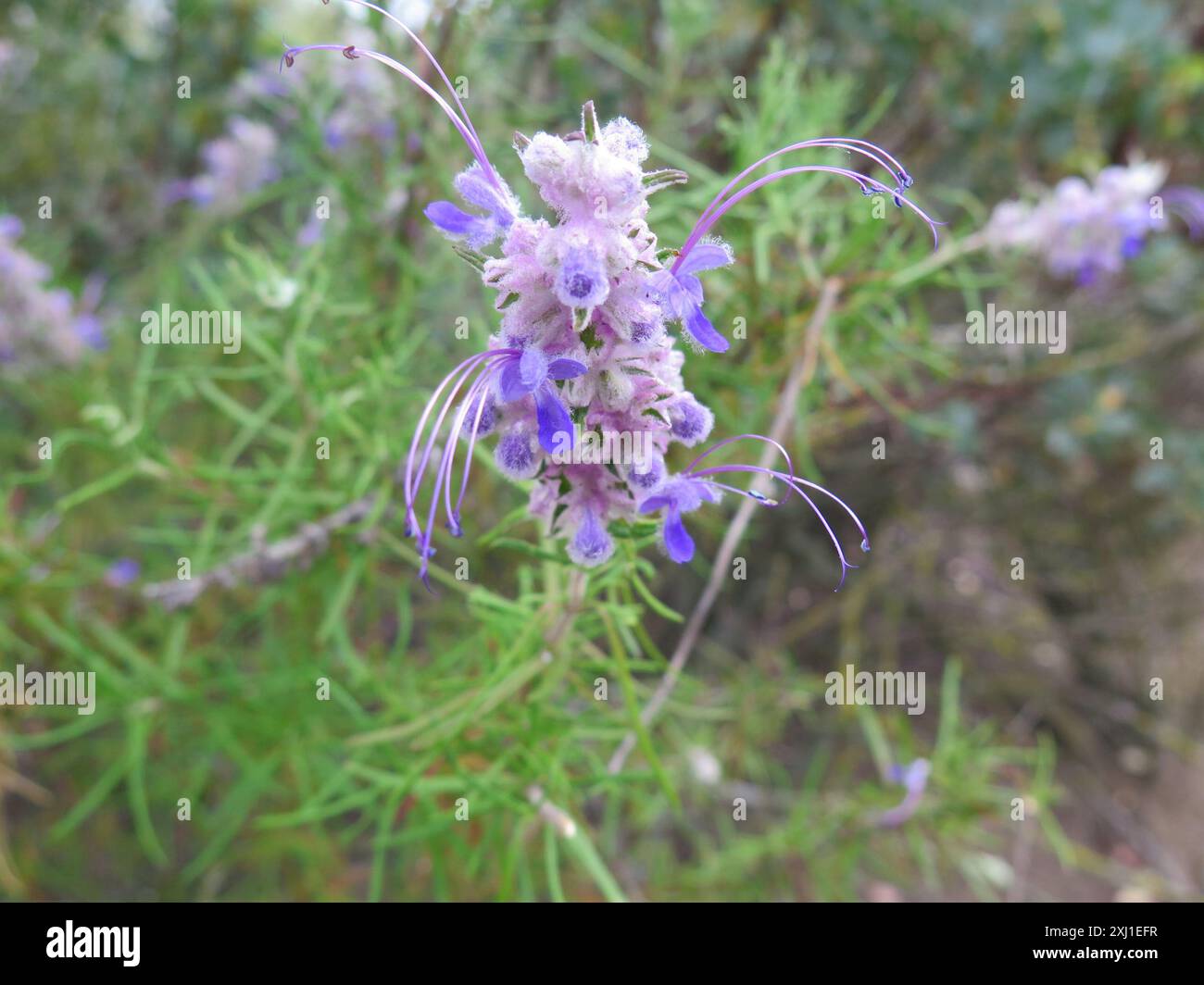 Wollbluecurls (Trichostema lanatum) Plantae Stockfoto