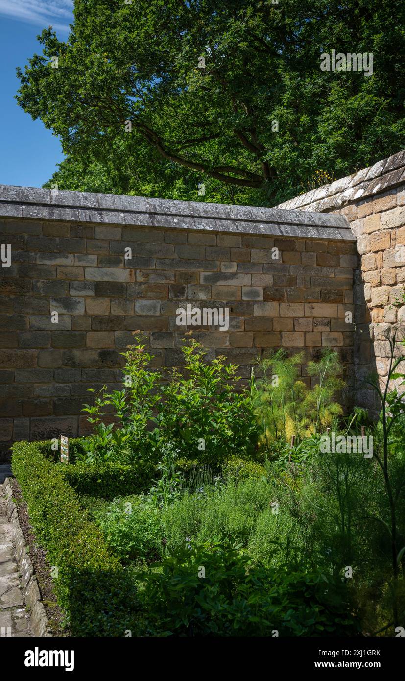 Monk's Gemüsegarten in Grace Mount Priory, North Yorkshire, Großbritannien Stockfoto