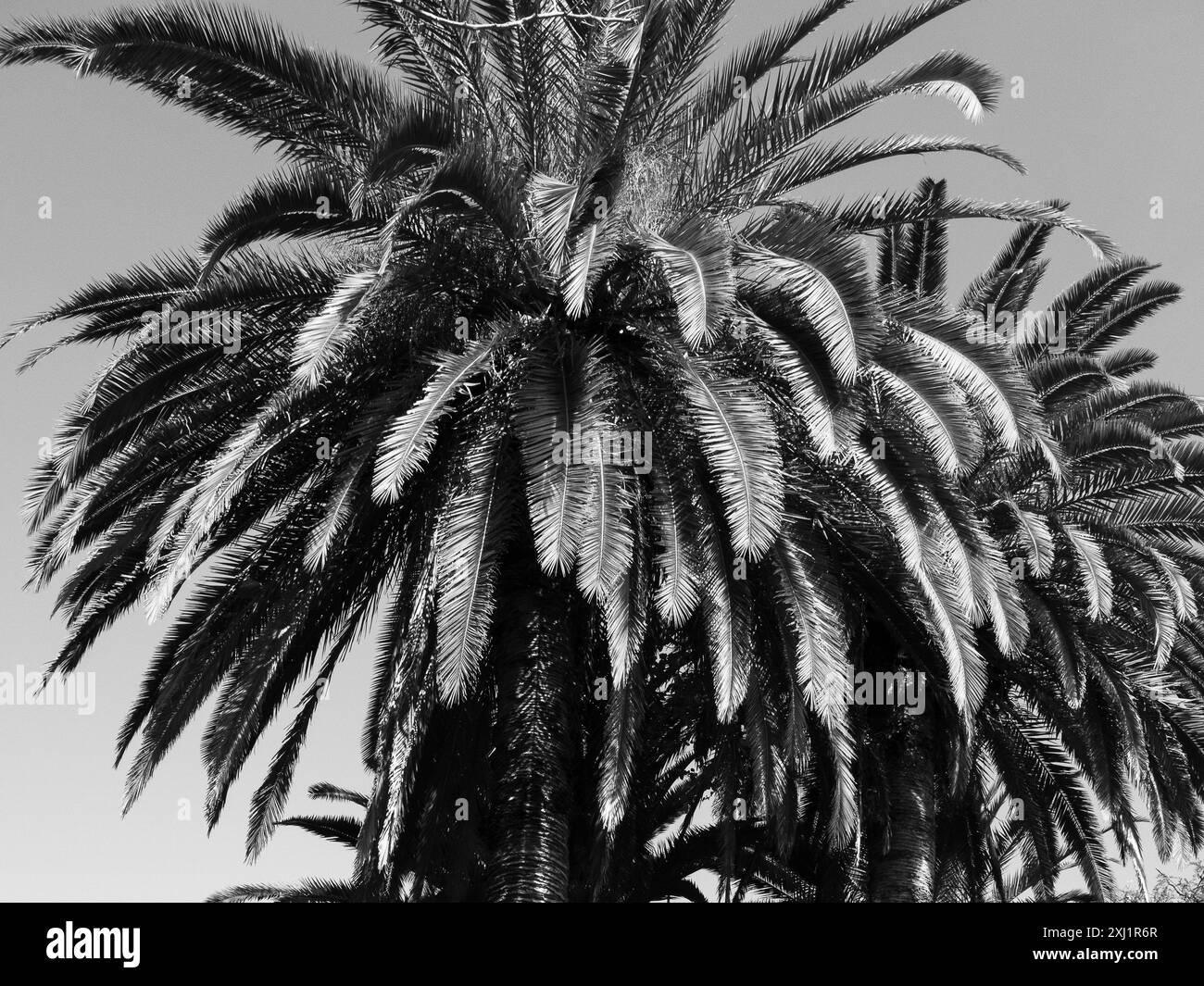 Kokospalmen-Baldachin Stockfoto