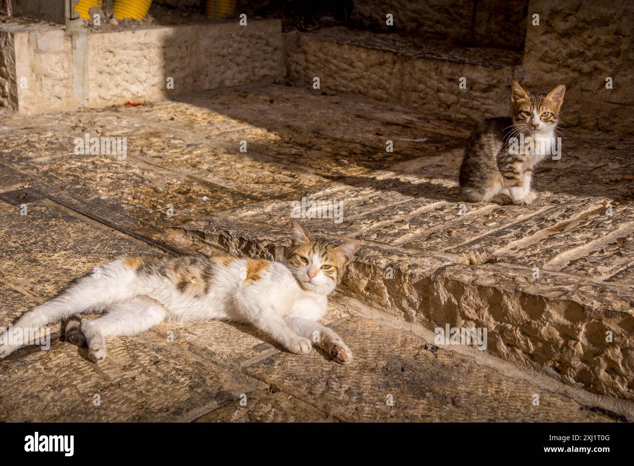 Zwei verstreute, obdachlose Katzen, die in die Kamera schauen, auf den Kalksteinfelsen der Altstadt von Jerusalem, Israel. Stockfoto