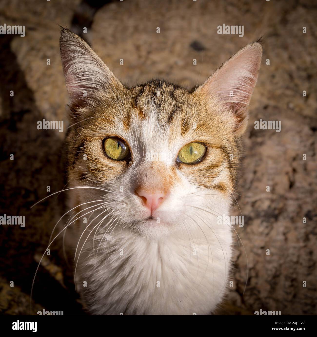 Das Porträt der verlassenen streunenden Katze mit weißem und orangenem Fell. Stockfoto