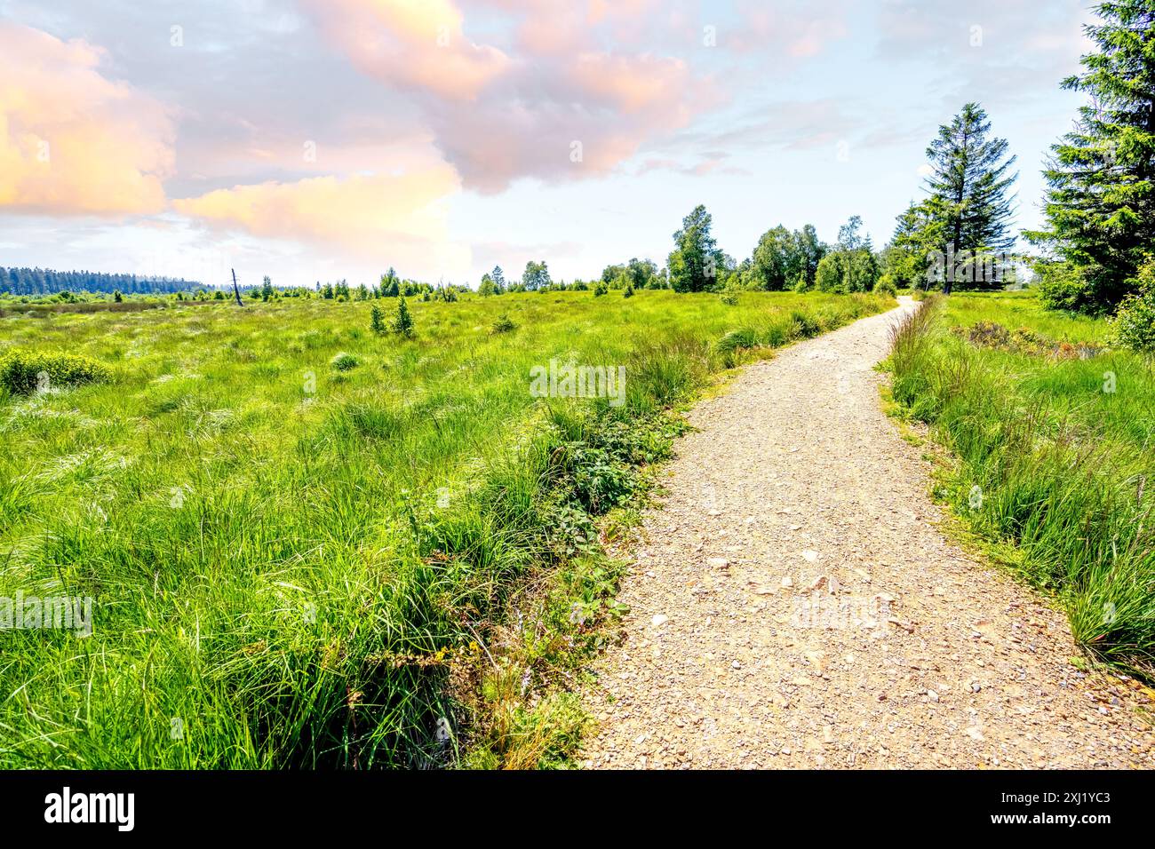 Hohes Venn, Malmedy, Belgien Stockfoto