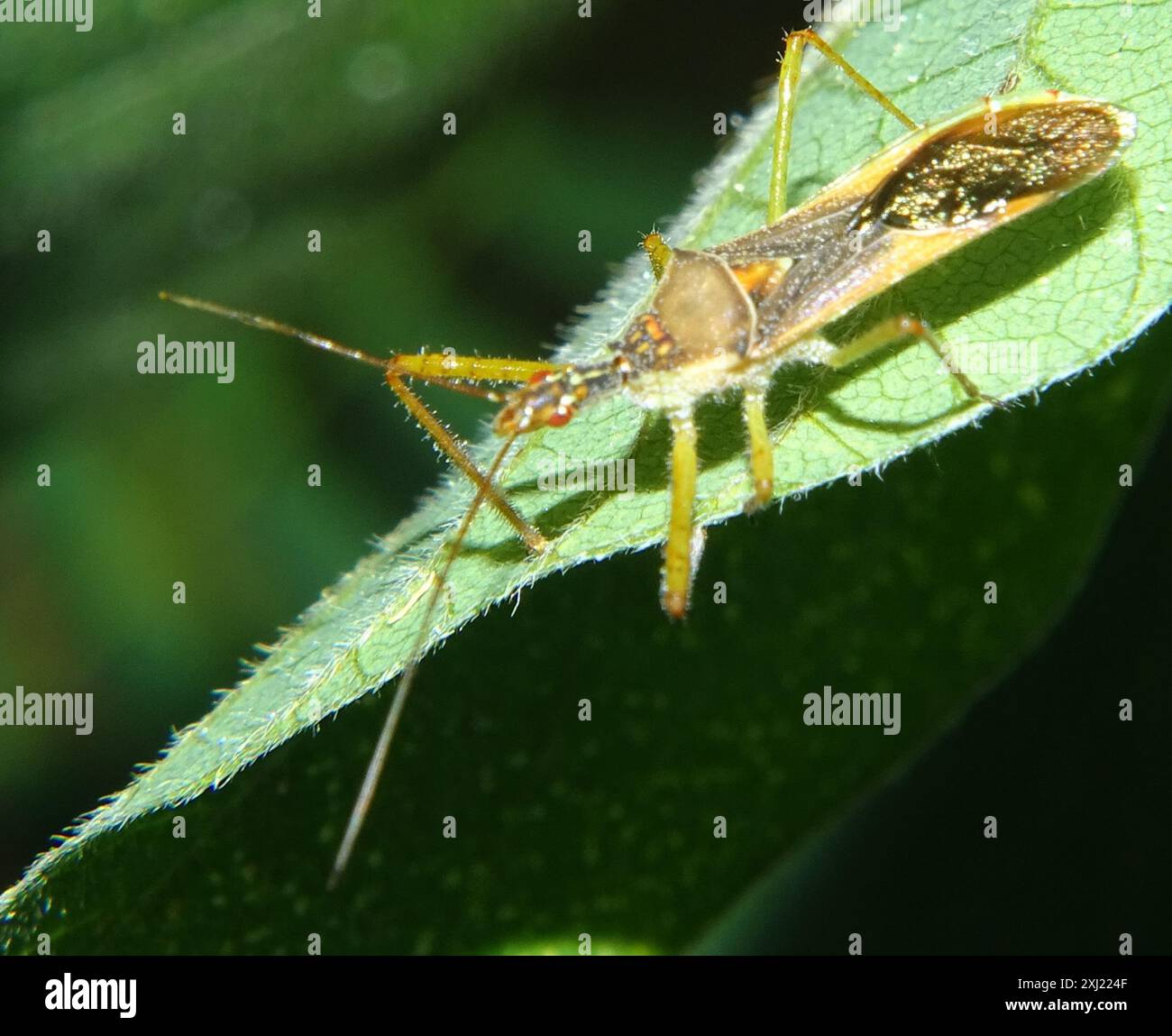 Leafhopper Assassin Bug (Zelus renardii) Insecta Stockfoto