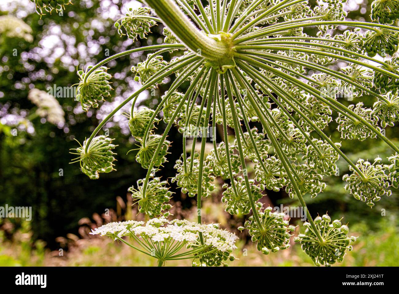 Während seiner vollen Blüte im Sommer könnte der riesige Hogweed im schottischen Dundee Trottick Woods sowohl bei Menschen als auch bei Tieren Verbrennungen verursachen Stockfoto