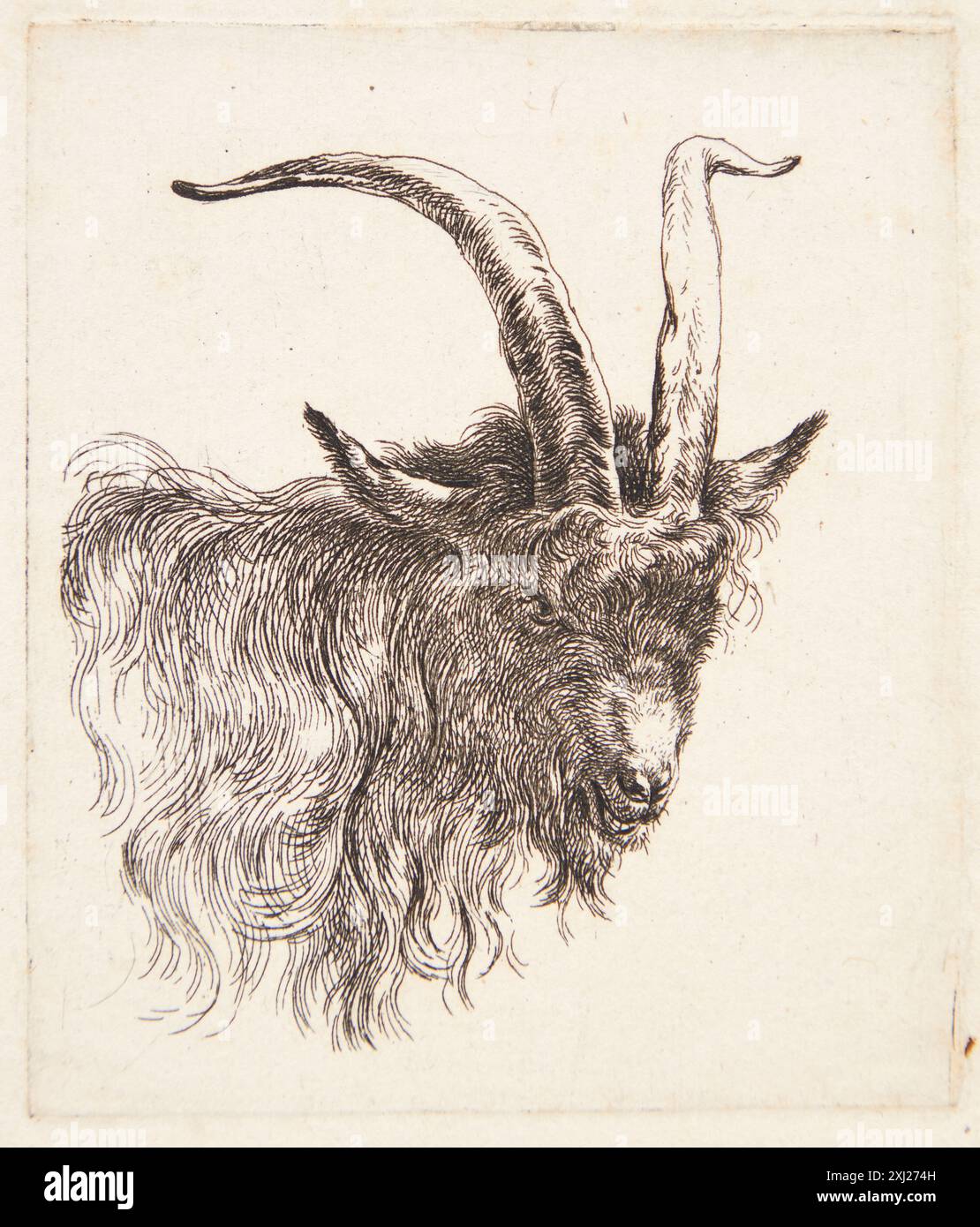 Ätzung von Nicolaes Berchem, die den nach rechts gedrehten Ziegenkopf darstellt und die Anatomie und den Ausdruck der Tiere betont. In niederländischen und flämischen Radierungen, Stichen und Holzschnitten von 1450 bis 1700 enthalten. Stockfoto