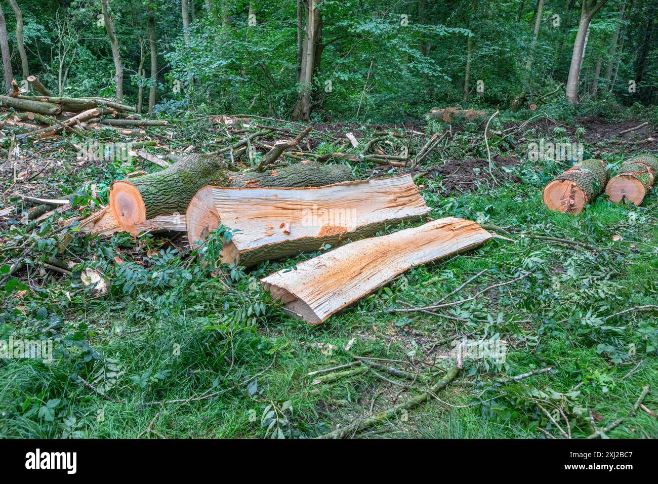 Baumstämme und Spaltholz in einem bewirtschafteten Gebiet des Yorkshire-Waldes. Stockfoto
