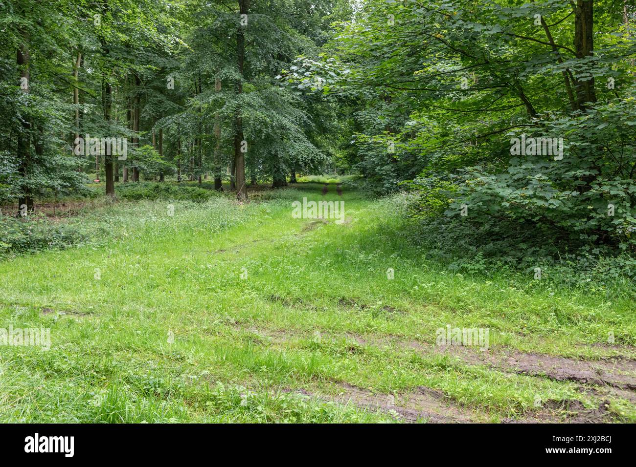 Grasbewachsene Wege durch dichte Yorkshire-Wälder Stockfoto