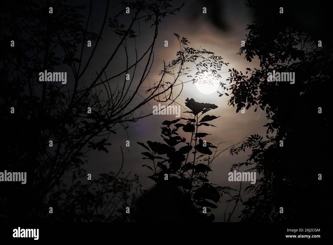 Der Mond scheint nachts durch tropische Bäume. Stockfoto